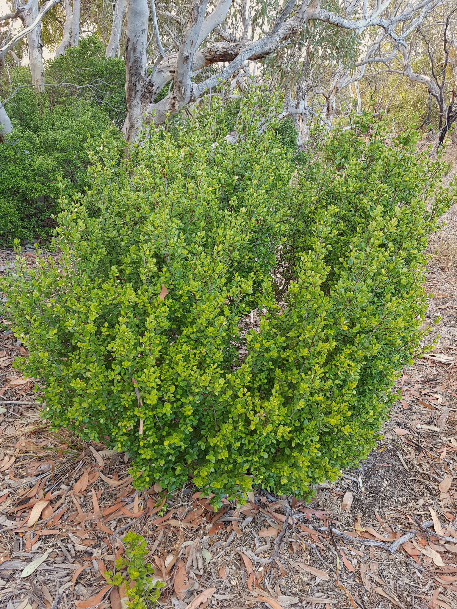 Alyxia buxifolia R. Br. resmi