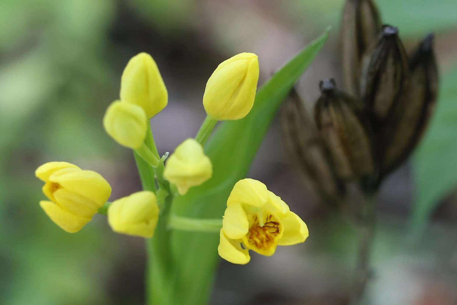 Слика од Cephalanthera falcata (Thunb.) Blume