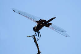 Image of Black Saddlebags