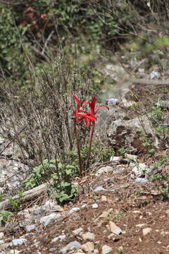 Image of Jacobean Lily