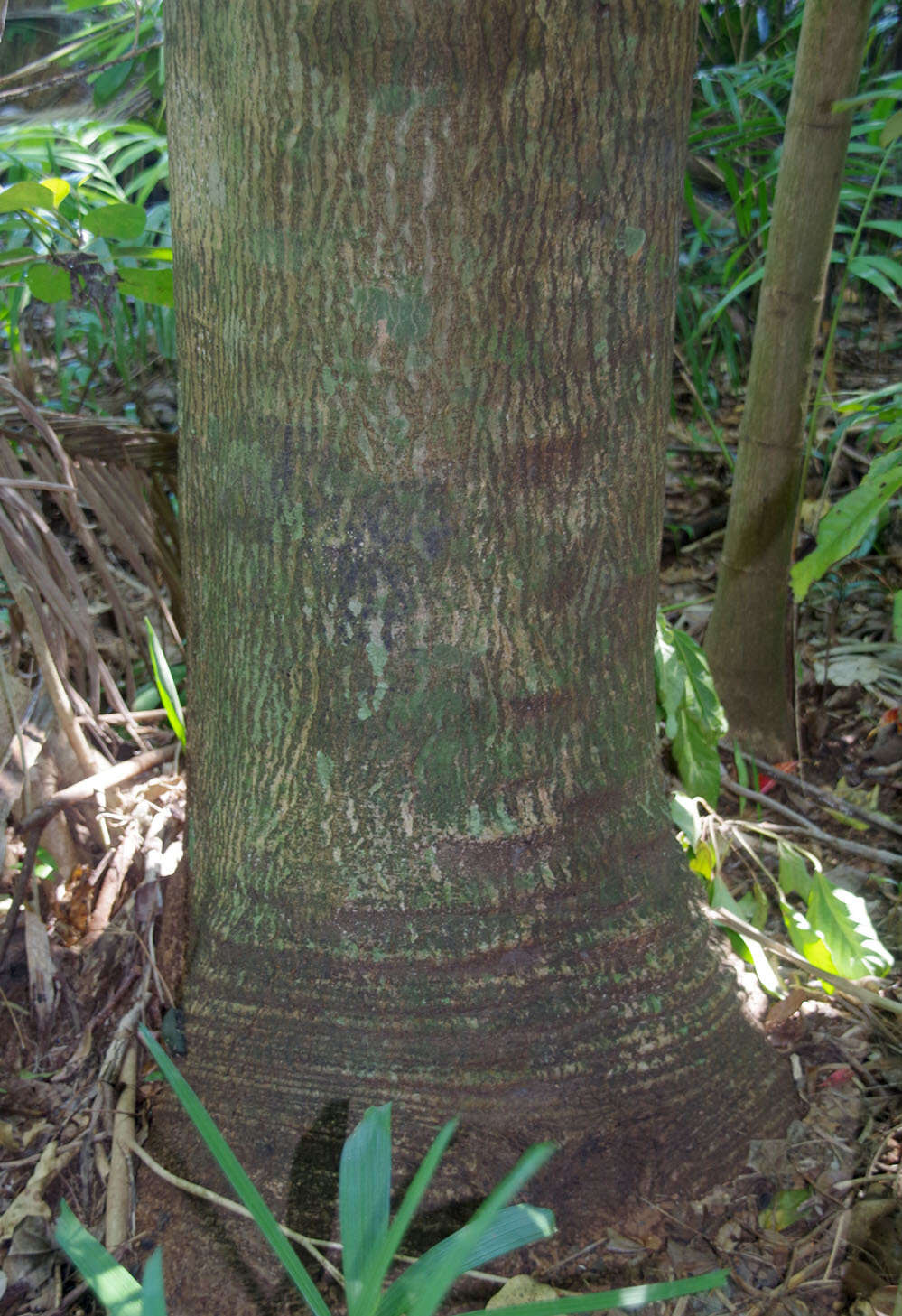 Image of Aleurites rockinghamensis (Baill.) P. I. Forst.