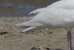 Слика од Larus argentatus argenteus Brehm, CL & Schilling 1822