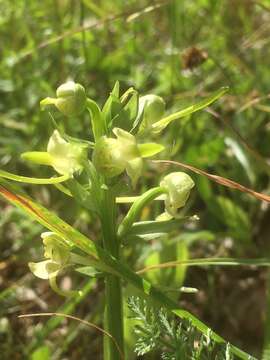 Слика од Platanthera chlorantha (Custer) Rchb.