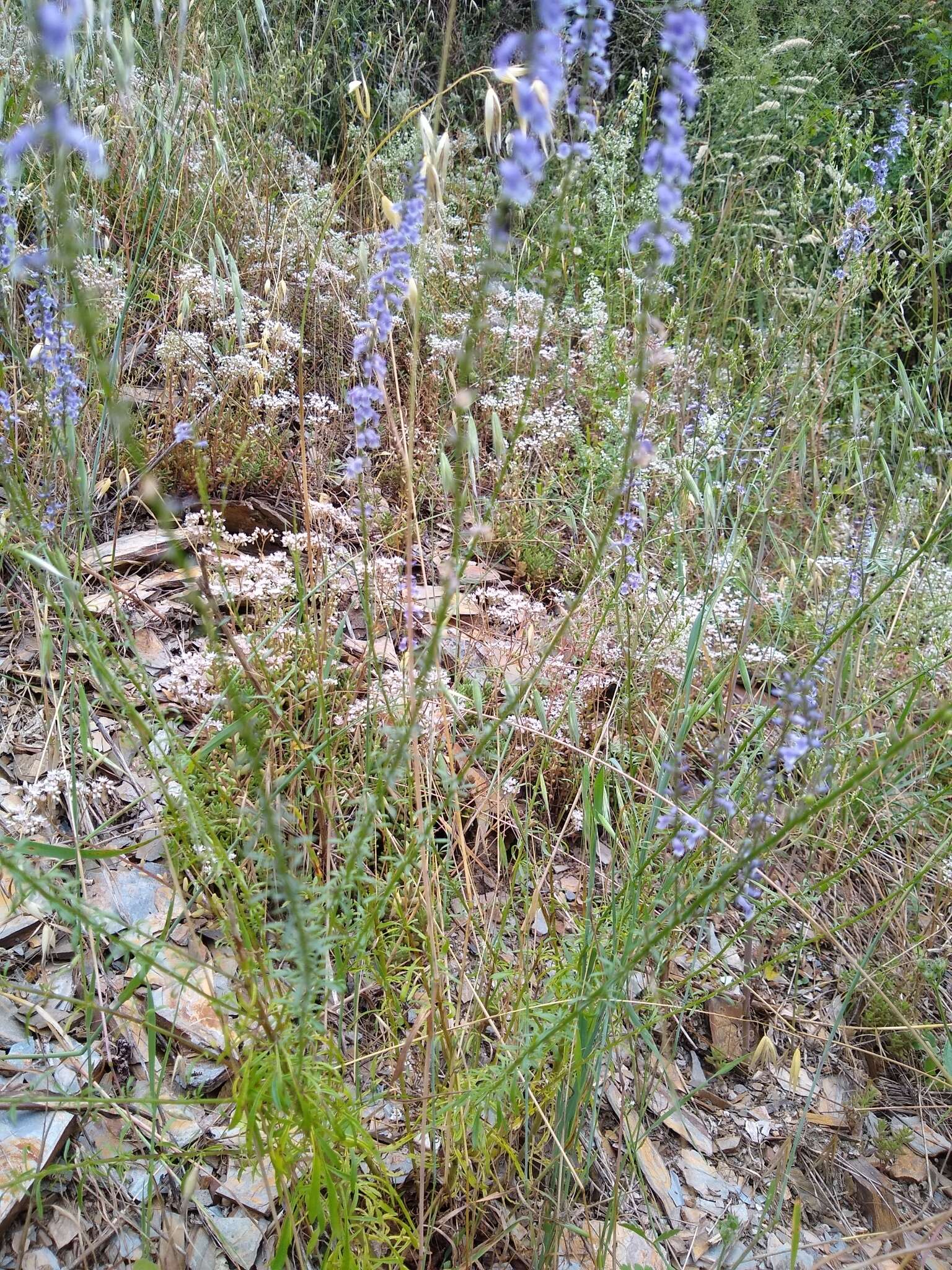 Image de Anarrhinum bellidifolium (L.) Willd.