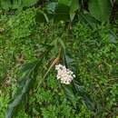 Image of Alpinia tonrokuensis Hayata