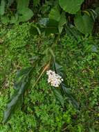 Image of Alpinia tonrokuensis Hayata