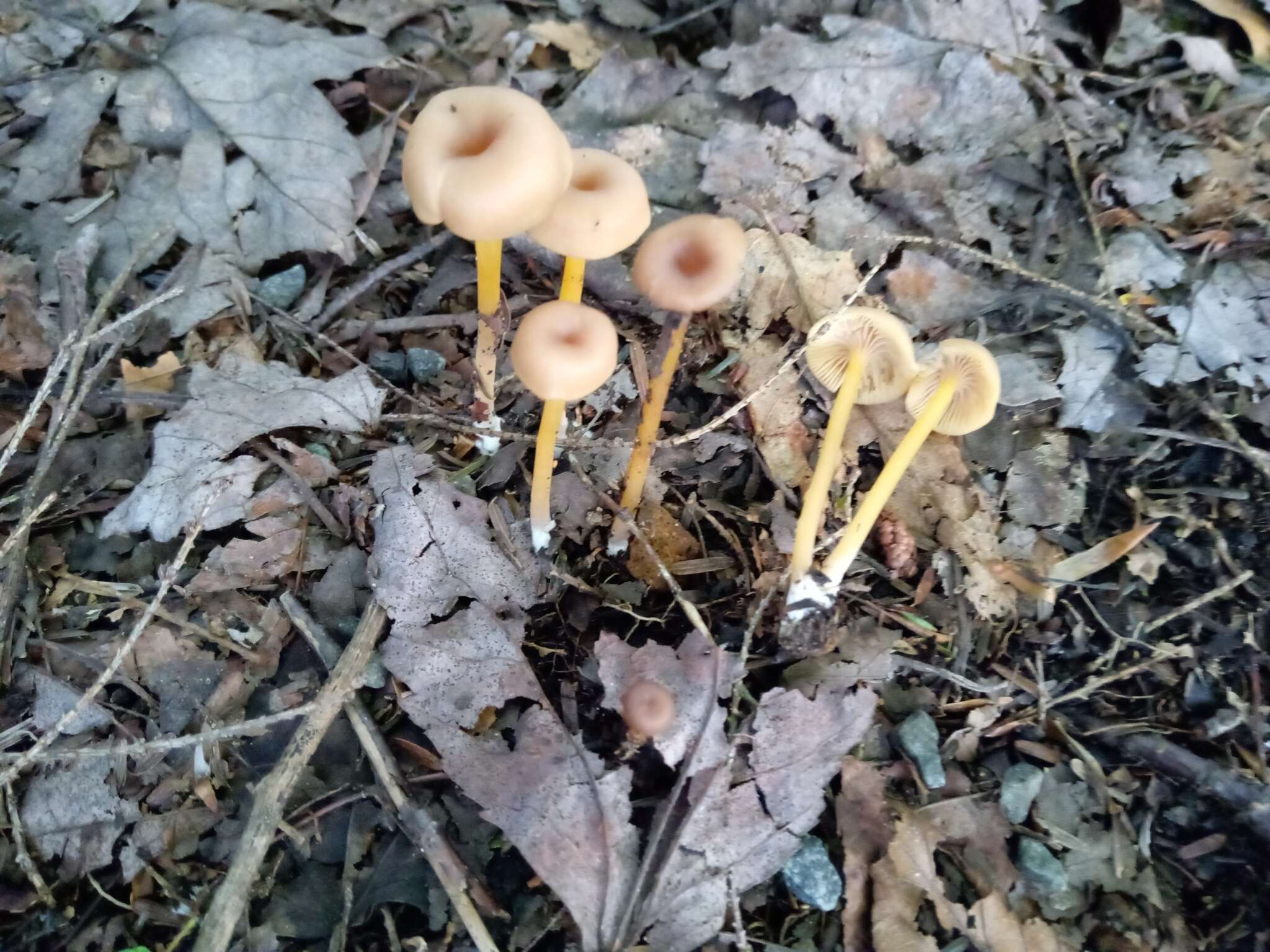 Image of Entoloma unicolor (Peck) Hesler 1967