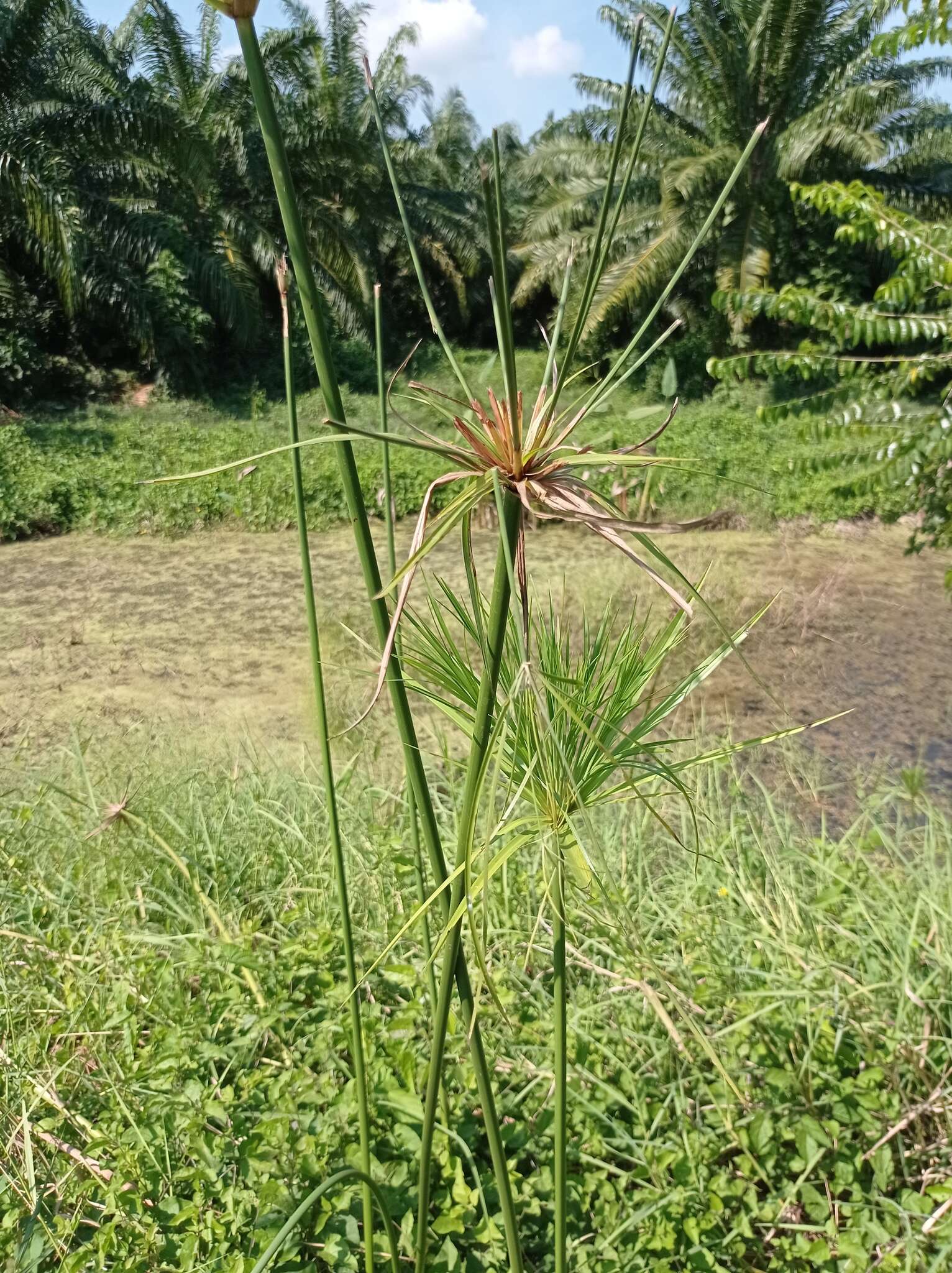 Cyperus giganteus Vahl的圖片