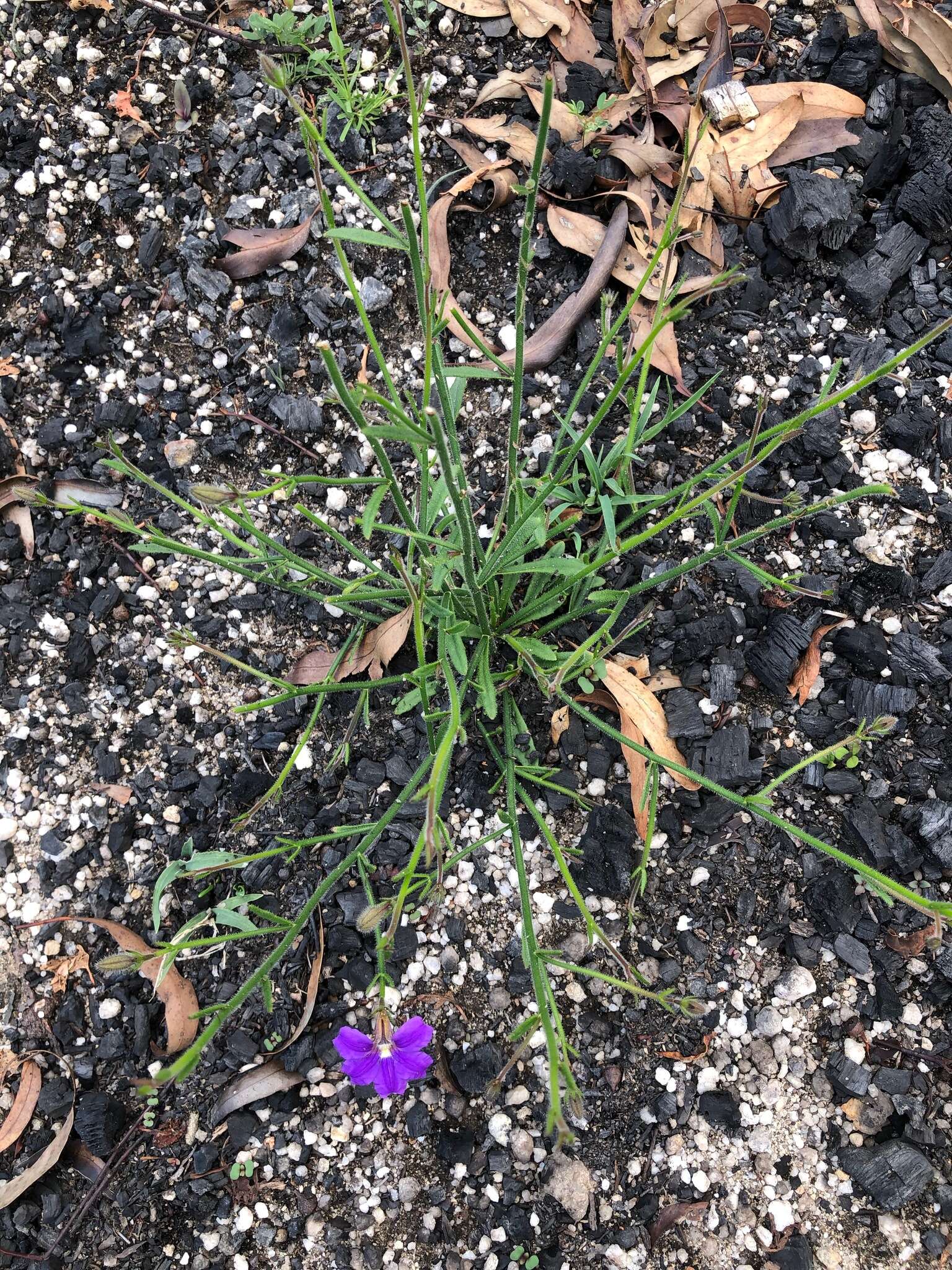 Слика од Scaevola ramosissima (Smith) K. Krause