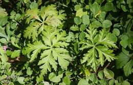 Image of Geranium reuteri Aedo & Muñoz Garm.