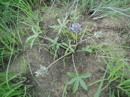 Psoralea scaposa (A. Gray) J. F. Macbr. resmi