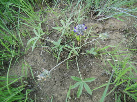 Psoralea scaposa (A. Gray) J. F. Macbr. resmi