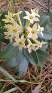 Image of Cestrum euanthes Schltdl.