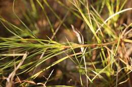 Dianthus caespitosus Thunb.的圖片