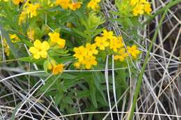 Image of Carolina puccoon