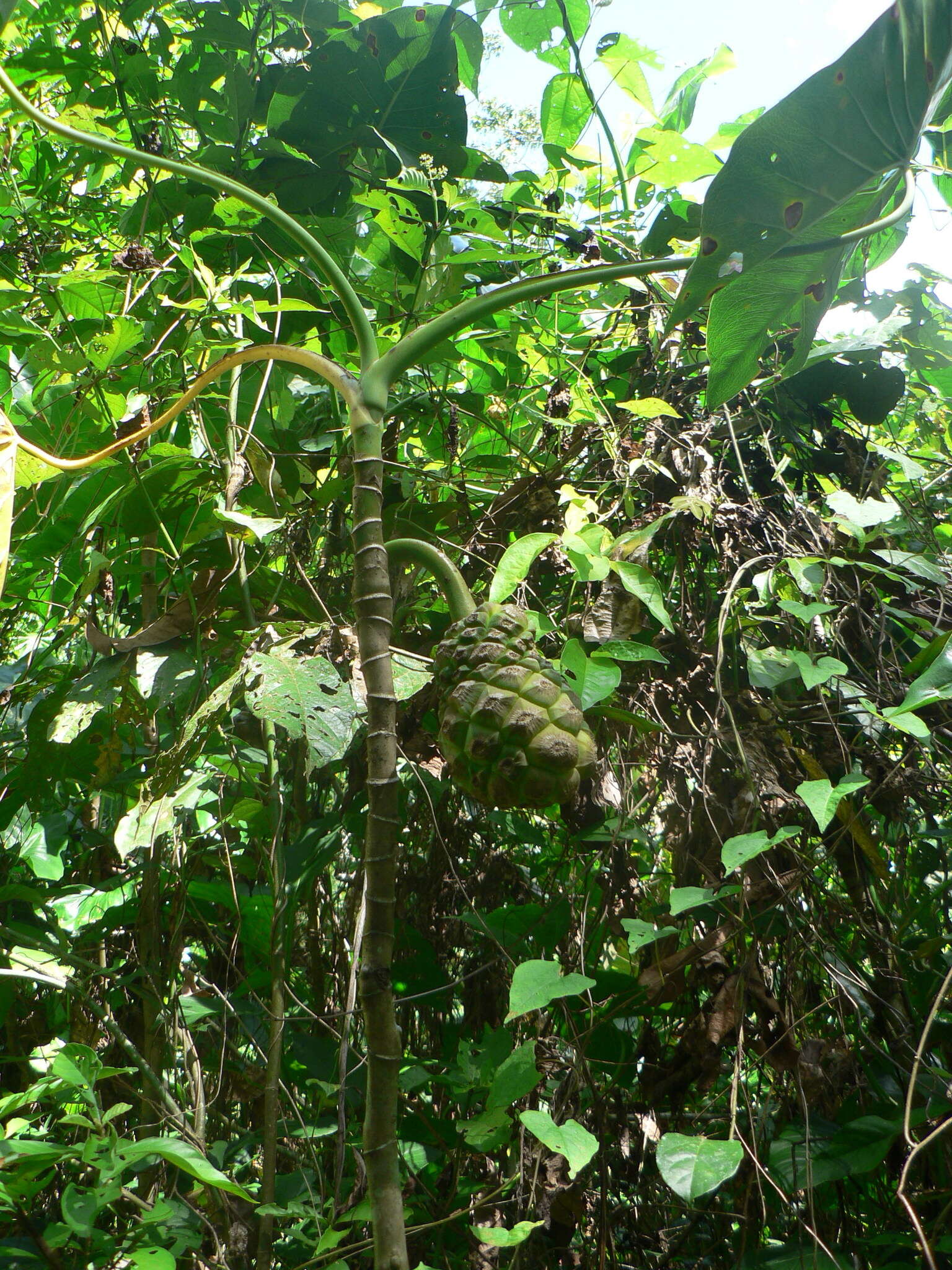 Image of yautia madera
