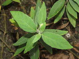 Image of Water bluebell