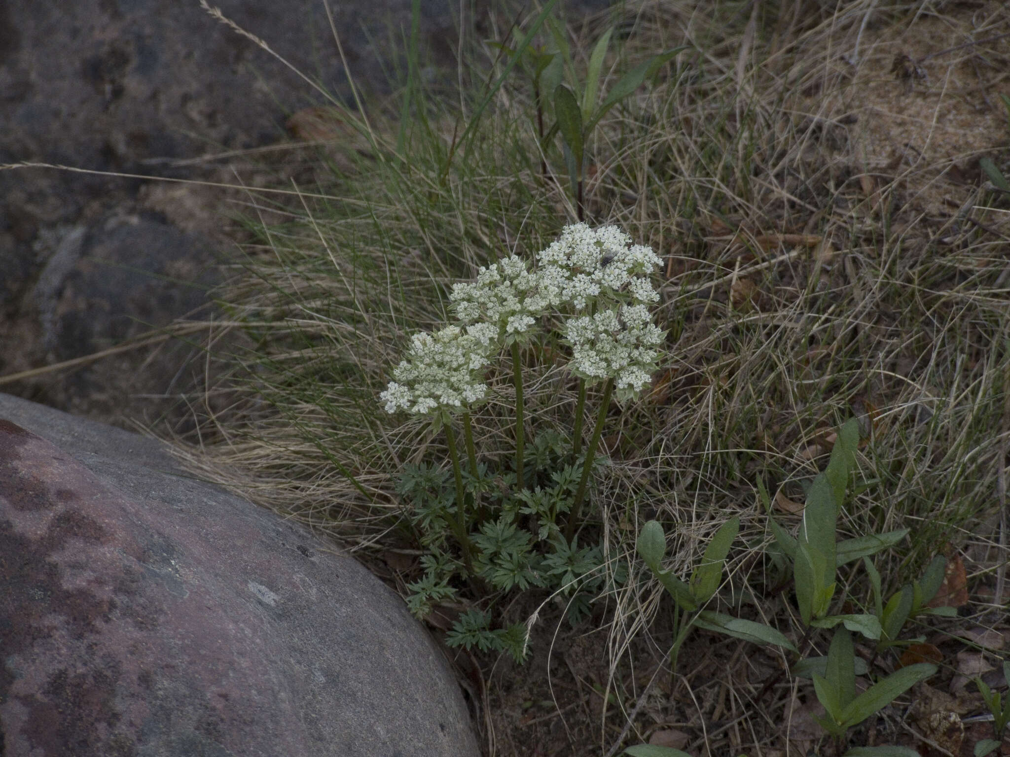 Imagem de Pachypleurum simplex (L.) Rchb.