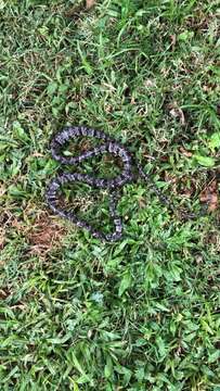 Image of Cloudy Snail-eating Snake