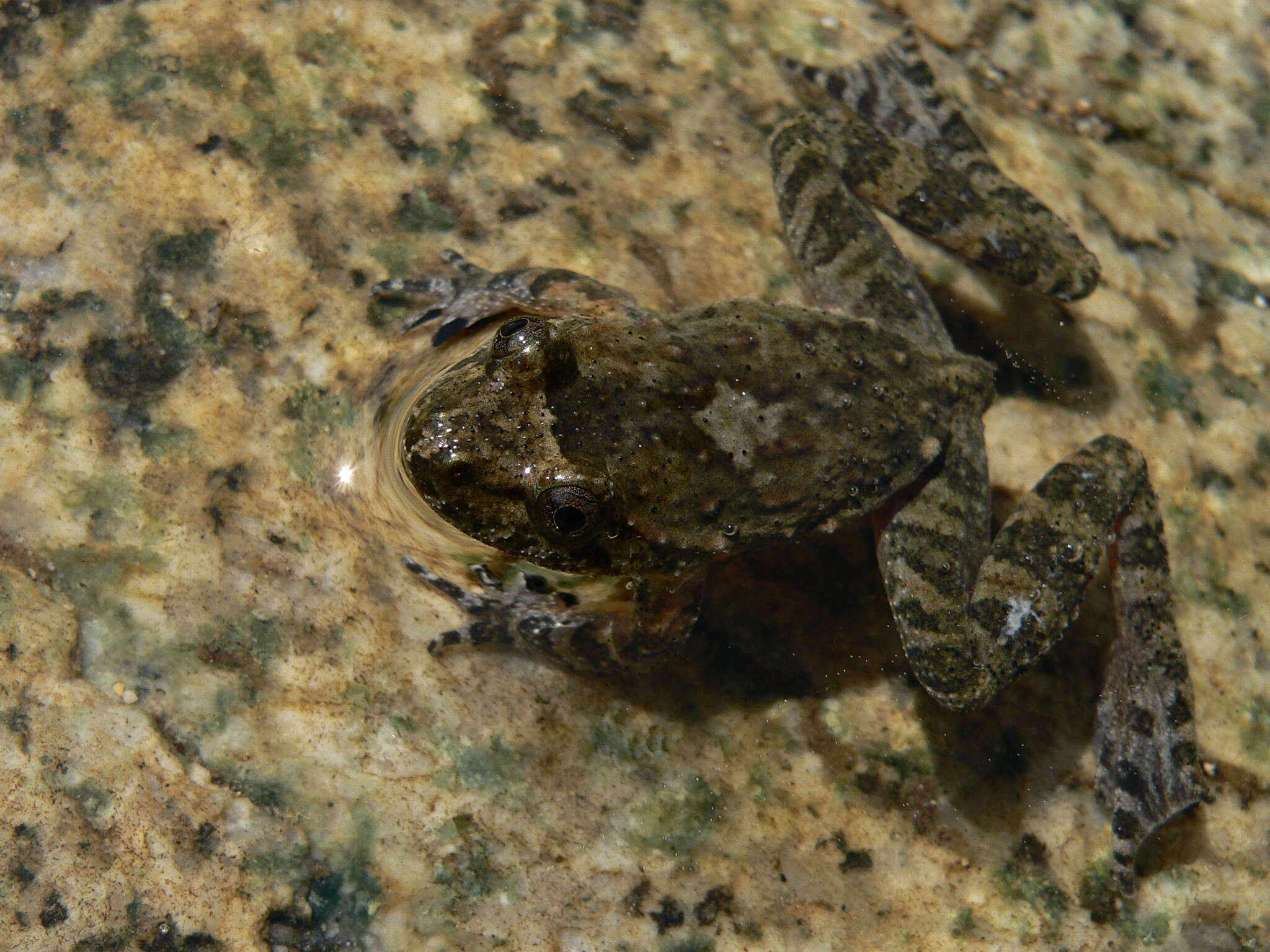 Image of Corsican Painted Frog