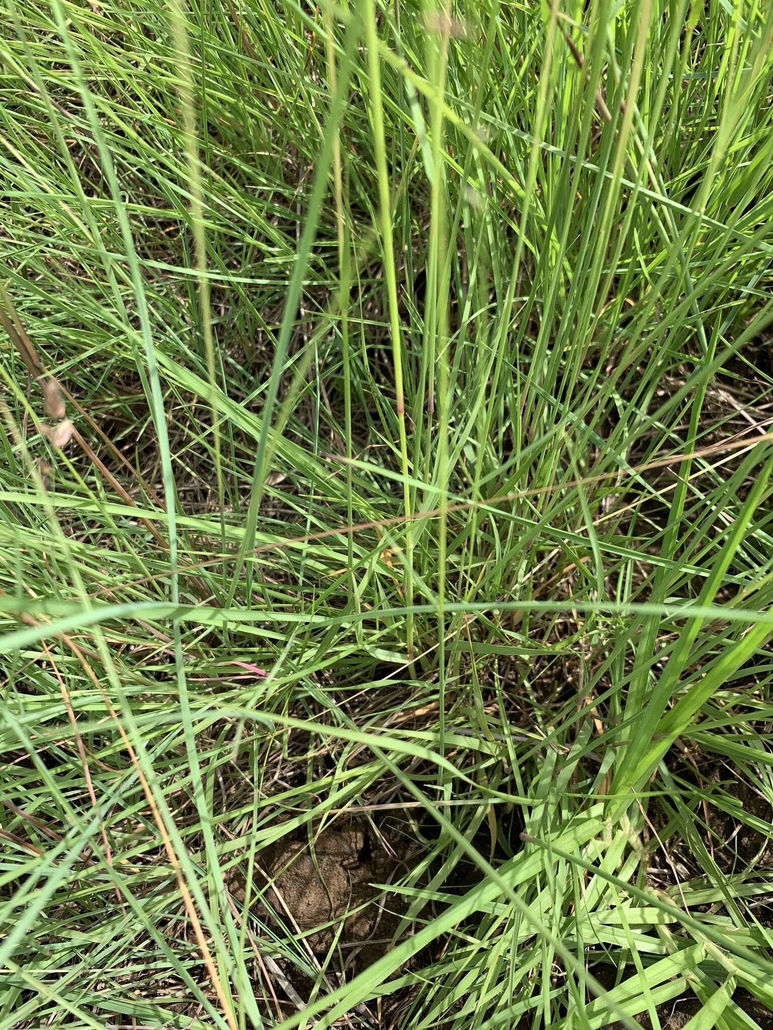 Plancia ëd Eragrostis capensis (Thunb.) Trin.