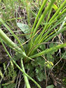 Image of Kniphofia evansii Baker