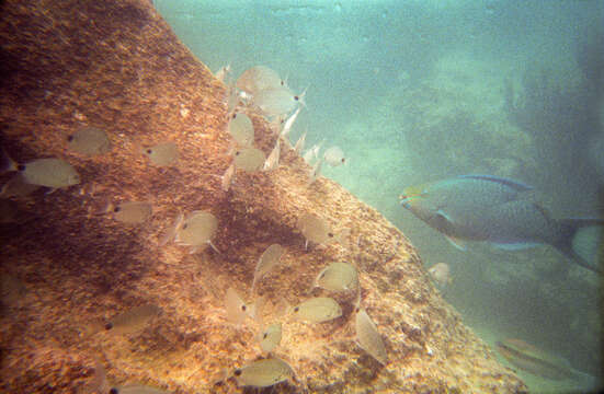 Image of Bermuda porgy