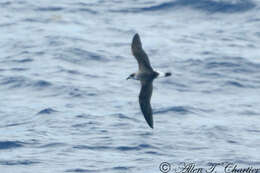 Image of Black-capped Petrel