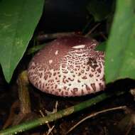 Image of Leucoagaricus lilaceus Singer 1952