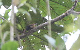 Image of Scaly-throated Foliage-gleaner