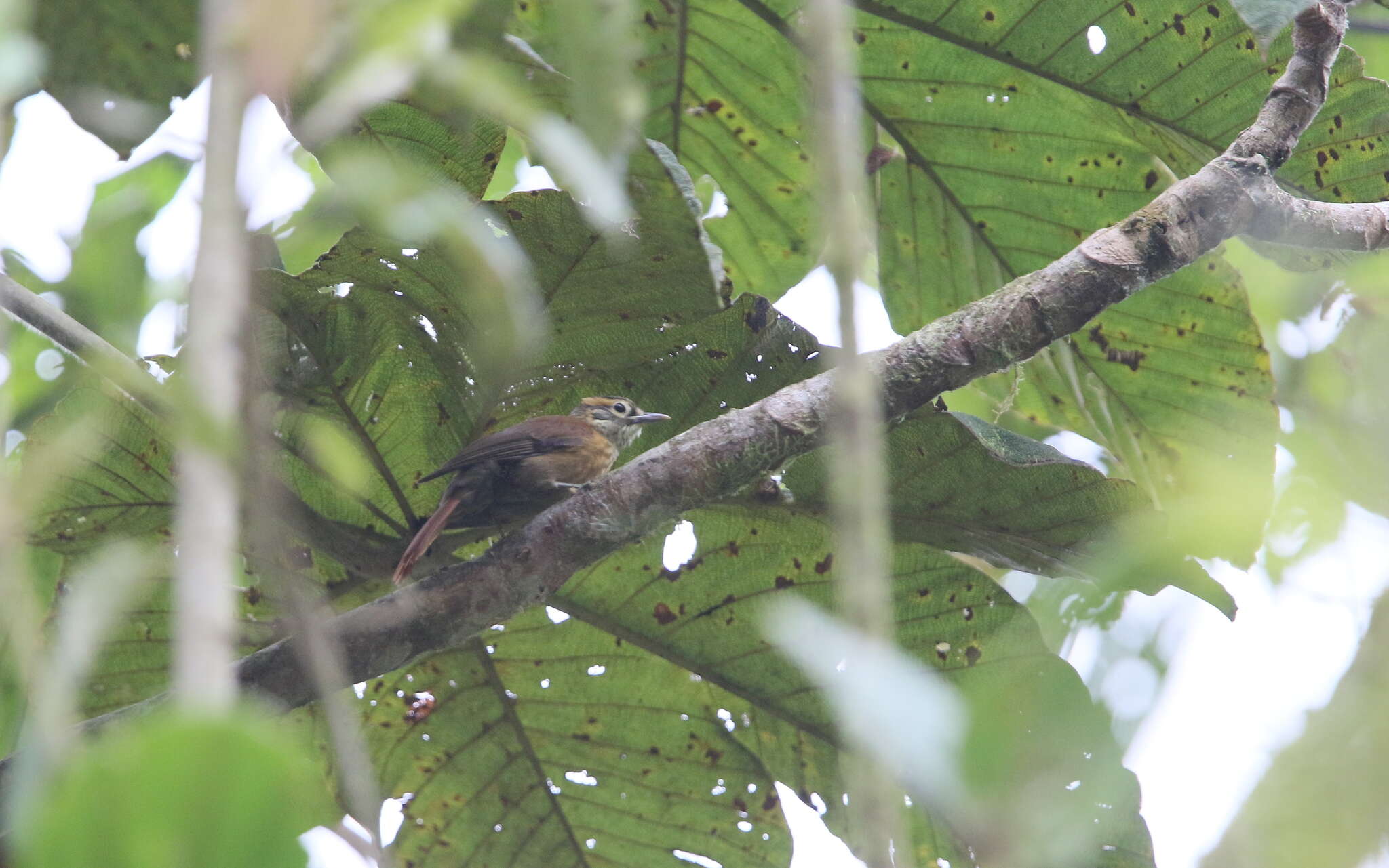 Image of Scaly-throated Foliage-gleaner