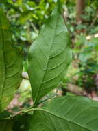 Image of Rudgea cornifolia (Kunth) Standl.