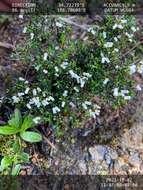 Image of Cryptandra arbutiflora Fenzl