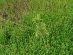 Fuirena simplex var. aristulata (Torr.) Kral的圖片