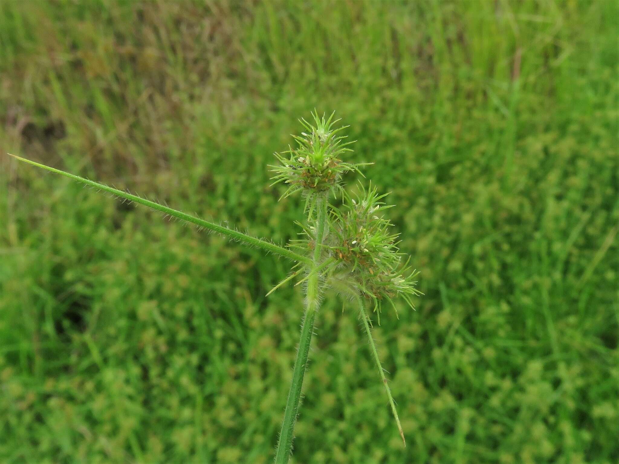 Fuirena simplex var. aristulata (Torr.) Kral的圖片