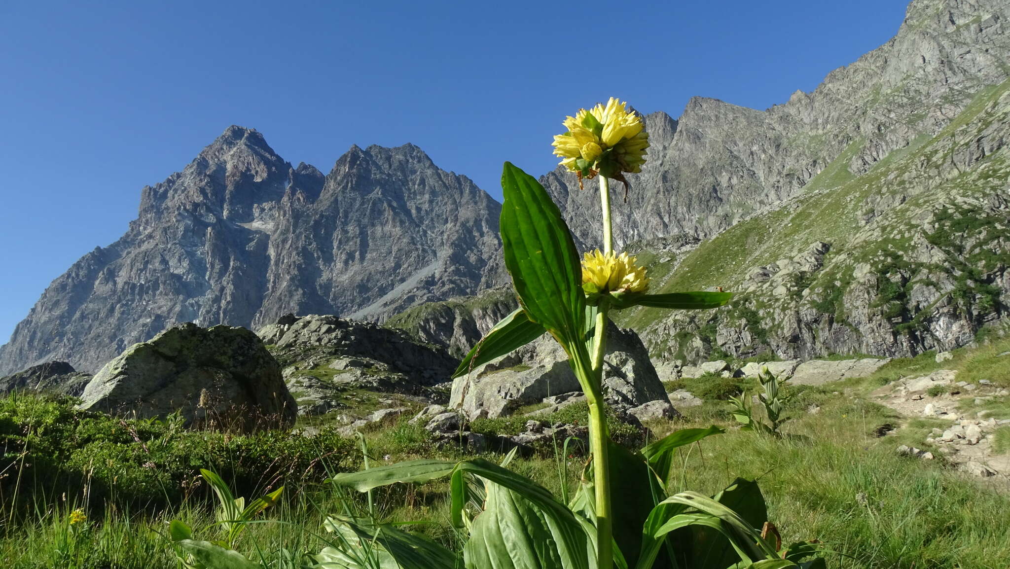 Imagem de Gentiana burseri subsp. villarsii (Griseb.) Rouy