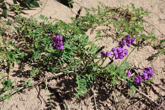 Image of Swainsona lessertiifolia DC.