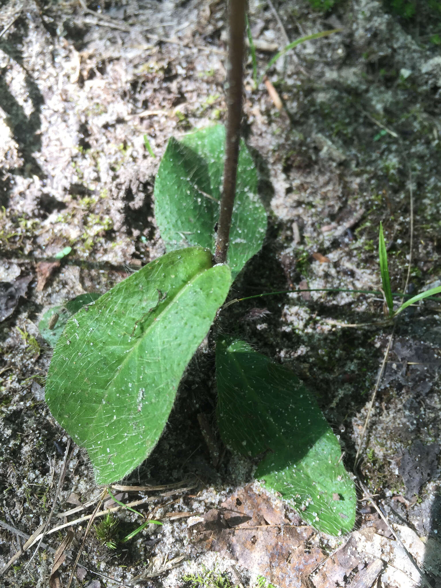 Image of rough hawkweed