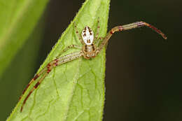 Image of Swift Crab Spider