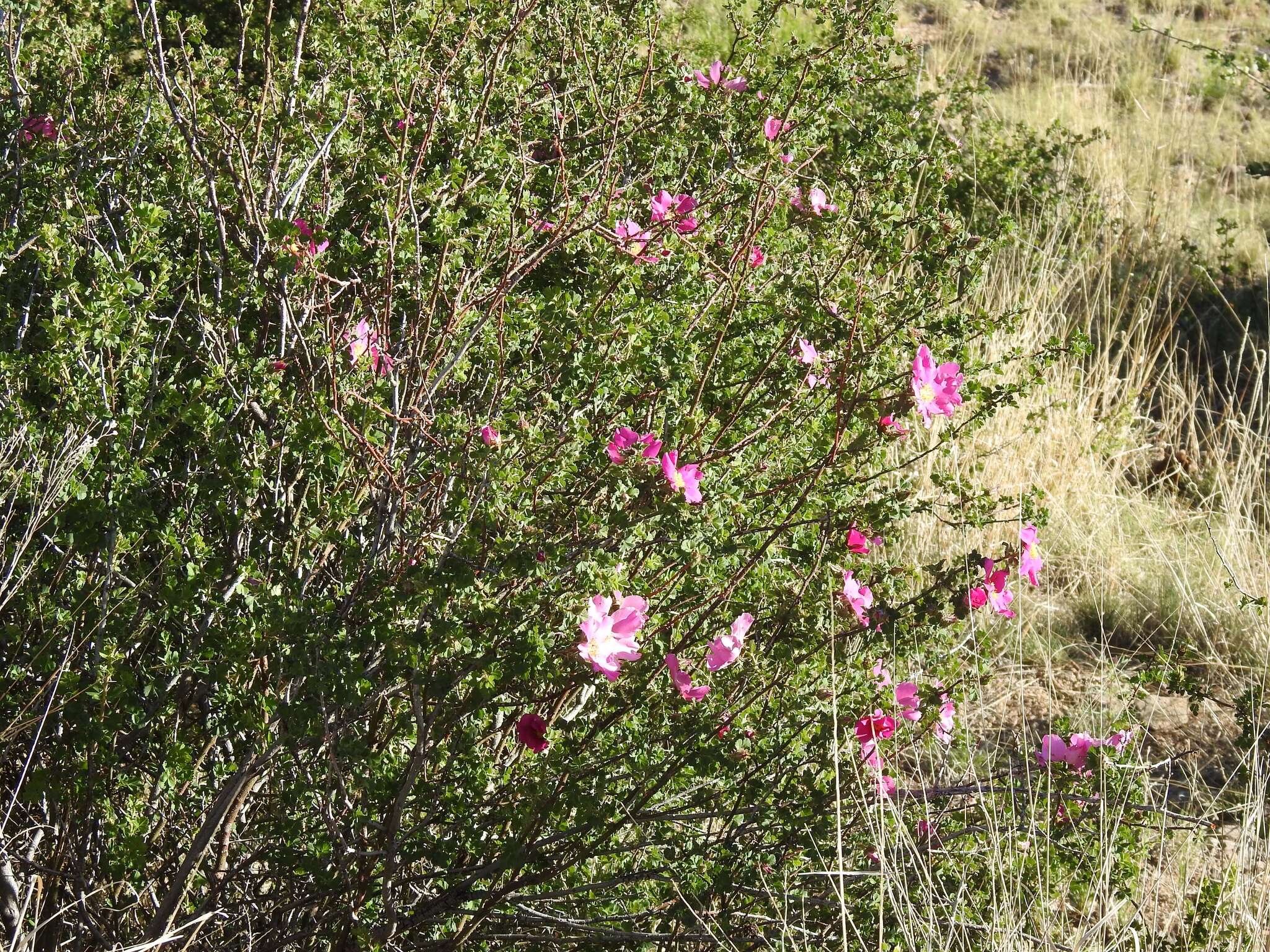 Rosa stellata Woot. resmi