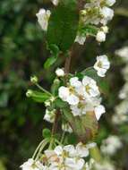 Image of Spiraea prunifolia var. pseudoprunifolia (Hayata ex Nakai) H. L. Li