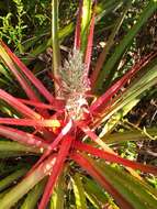 Image of Bromelia balansae Mez