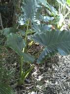 Image of giant taro