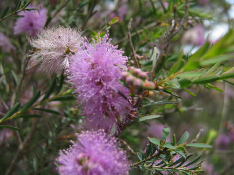 صورة Melaleuca decussata R. Br.