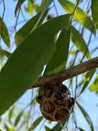 Image de Asteromyrtus symphyocarpa (F. Müll.) L. A. Craven