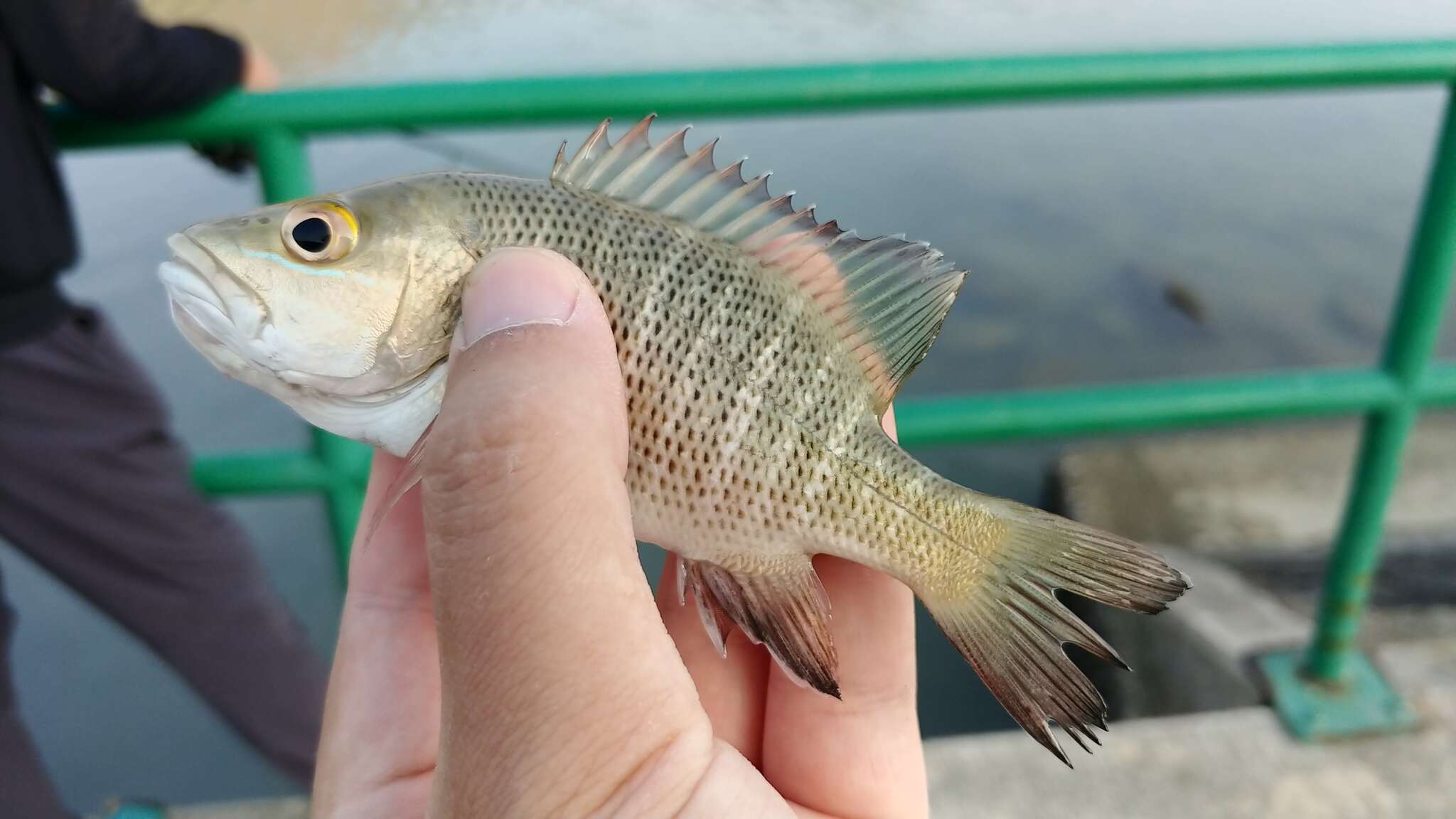 Image of Mangrove red snapper