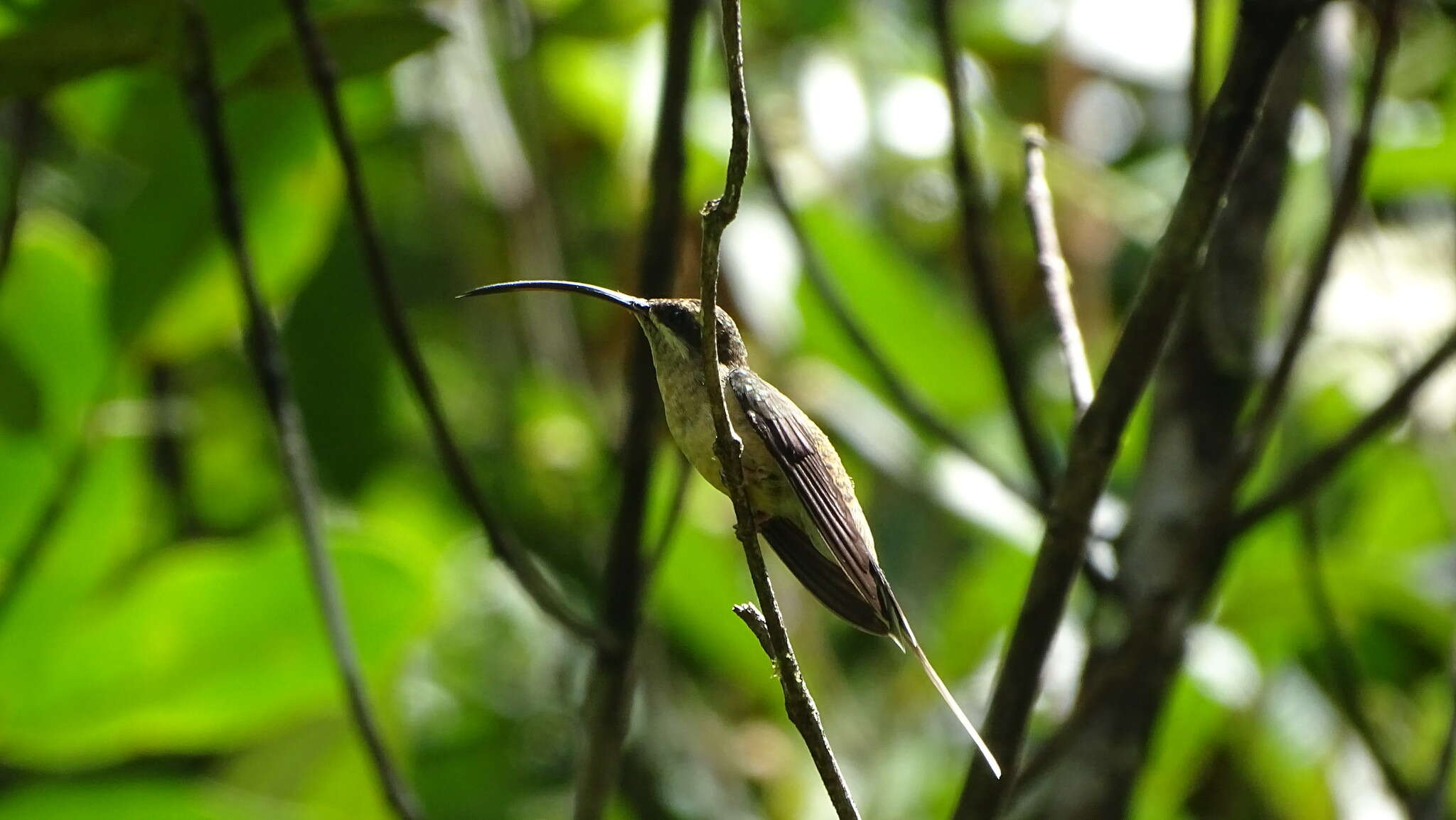 Phaethornis superciliosus (Linnaeus 1766) resmi