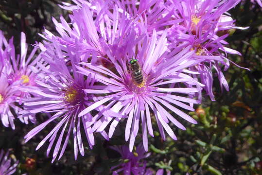 Image of Lampranthus stipulaceus (L.) N. E. Br.