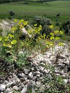 Euphorbia petrophila C. A. Mey. resmi