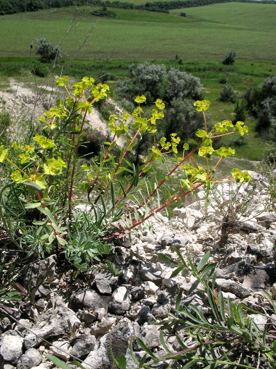 Euphorbia petrophila C. A. Mey. resmi